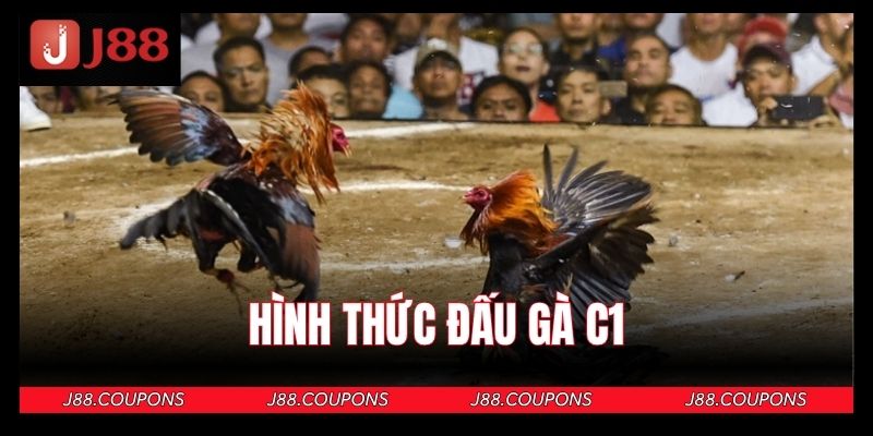 Hình thức đấu gà C1