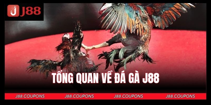 Khái quát sơ lược về sảnh đấu chiến kê tại J88