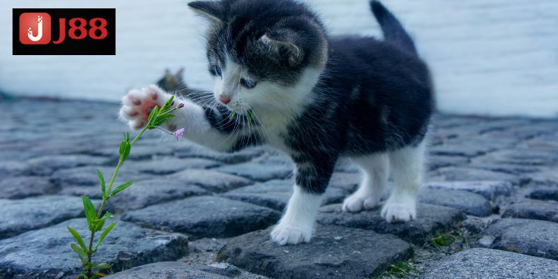 Mơ thấy mèo có thể hên hoặc xui